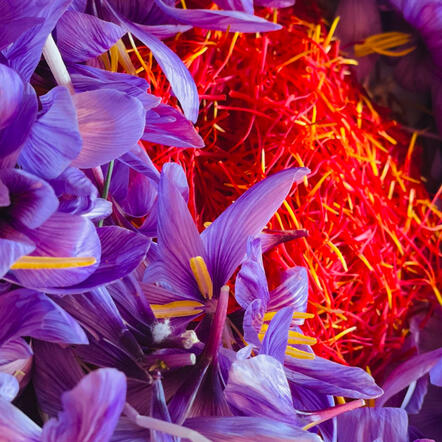 Saffron harvested at Valnara Estate, Spain