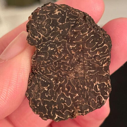 Black truffle cut from Valnara Estate