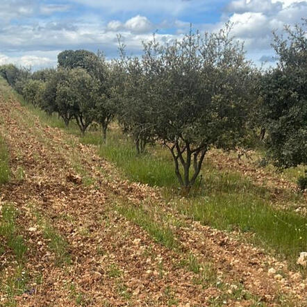 Truffle plantation in central Spain